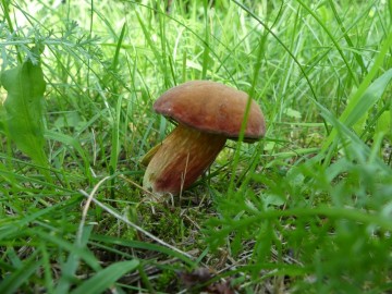 Podgrzybek czerwonawy (Xerocomus rubellus), <p>fot. S. Piskorski</p>